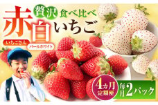【先行予約】【4回定期便】食べ比べ！いちごさん＆パールホワイト定期便【かわさきいちご】 [IBG012]