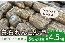 【10月/11月/1月発送】【3回定期便】やみつきになる甘さ！ 松尾青果のこだわり白石れんこん 約1.5kg（4節入り）/回【松尾青果】 [IBD005]