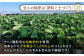 レンコンの名産地『佐賀県白石町福富』からお届け！
