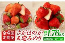 【先行予約】【4回定期便】食べ比べ！恋みのり＆さがほのか 赤いちご 定期便【鐘ヶ江農園】 [IBH008]