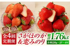 【R8年1月以降発送】【先行予約】【4回定期便】食べ比べ！恋みのり＆さがほのか 赤いちご 定期便【鐘ヶ江農園】 [IBH008]