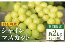 【期間限定！数量限定！】白石産 シャインマスカット 約2kg（約3～4房）【しろいし特産物直売所】フルーツ 葡萄 ブドウ ぶどう 九州産 佐賀県産 九州 佐賀県 白石町 [IAI008]