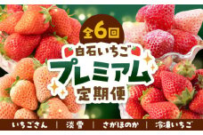 【先行予約】【全6回】プレミアム いちご 食べ比べ 定期便【岸川農園】 九州 佐賀県 白石町 [IAP023]
