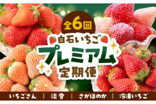 【先行予約】【全6回】プレミアム いちご 食べ比べ 定期便【岸川農園】 九州 佐賀県 白石町 [IAP023]