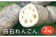 【R7年8月以降発送】【農家直送！】 れんこん（泥付き） 2kg 【れんこんの家やました】/ レンコン 蓮根 佐賀県産 白石町産 野菜 根菜 高品質 九州 佐賀県 白石町 [IAW002]