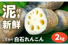 【R7年8月以降発送】【農家直送！】 れんこん（泥付き） 2kg 【れんこんの家やました】/ レンコン 蓮根 佐賀県産 白石町産 野菜 根菜 高品質 九州 佐賀県 白石町 [IAW002]