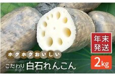 【年末発送】【先行予約】 れんこん（泥付き） 2kg 【れんこんの家やました】/農家直送 レンコン 蓮根 佐賀県産 白石町産 野菜 根菜 高品質 九州 佐賀県 白石町 [IAW004]
