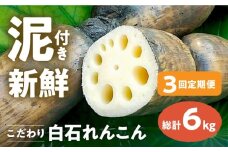 【先行予約】【全3回定期便】 れんこん 2kg×3回（総計6kg） 【れんこんの家やました】/レンコン 蓮根 佐賀県産 白石町産 野菜 根菜 高品質 九州 佐賀県 白石町 [IAW005]