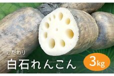 【R7年8月以降発送】【農家直送！】 れんこん（泥付き） 3kg 【れんこんの家やました】/レンコン 蓮根 佐賀県産 白石町産 野菜 根菜 高品質 九州 佐賀県 白石町 [IAW006]