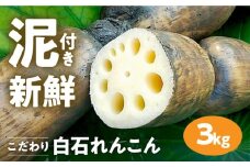 【R7年8月以降発送】【農家直送！】 れんこん（泥付き） 3kg 【れんこんの家やました】/レンコン 蓮根 佐賀県産 白石町産 野菜 根菜 高品質 九州 佐賀県 白石町 [IAW006]