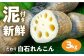 もっちりとした食感がたまらない白石れんこん