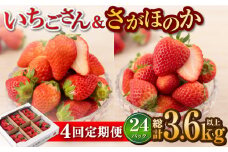 【先行予約】【4回定期便】白石産赤いちご 人気2種定期便（さがほのか＆いちごさん） 約150g×6パック/回（総計3.6kg以上）【道の駅しろいしカンパニー】 [IAA033]