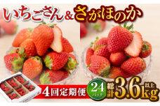 【R8年1月以降発送】【先行予約】【4回定期便】白石産赤いちご 人気2種定期便（さがほのか＆いちごさん） 約150g×6パック/回（総計3.6kg以上）【道の駅しろいしカンパニー】 [IAA033]