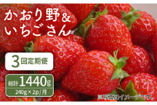 【先行予約】【3回定期便】赤いちご食べ比べ！かおり野＆いちごさん 定期便【StrawberryFarm-K】 [IBJ007]