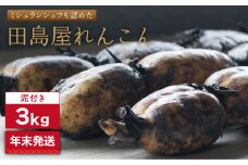 【年末発送】【先行予約】 れんこん（泥付き） 3kg【田島屋れんこん】/農家直送 レンコン 蓮根 佐賀県産 白石町産 野菜 根菜 高品質 九州 佐賀県 白石町 [IAV003]