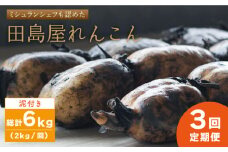 【先行予約】【全3回定期便】 れんこん（泥付き） 2kg×3回（計6kg） 【田島屋れんこん】農家直送 直送 レンコン 蓮根 佐賀県産 白石町産 野菜 根菜 高品質 白石町 佐賀県 九州 佐賀県 白石町 [IAV005]