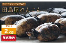 【年末発送】【先行予約】 れんこん（泥付き） 2kg 【田島屋れんこん】 農家直送 レンコン 蓮根 佐賀県産 白石町産 野菜 根菜 高品質 佐賀県 白石町 九州 佐賀県 白石町 [IAV004]