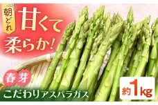 甘くやわらか！こだわり 春芽 アスパラガス 約1kg【ふぁふぁふぁーむ】 [ICS001]