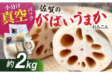 【令和7年8月以降発送】【真空パック】新鮮でおいしい！ 佐賀のがばいうまかレンコン 約2kg【有限会社白石開発】 /蓮根 レンコン 佐賀県産 白石町産 野菜 根菜 小分け 真空 保存 [IBN006]