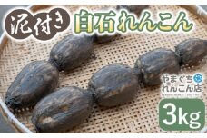 【祖母は102歳 健康長寿の源！】 白石 れんこん 3kg【やまぐちれんこん店】蓮根 レンコン 泥付き 根菜 野菜 佐賀県産 [ICT001]