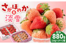 【先行予約】赤白 いちご 豪華 食べ比べセット【岸川農園】 九州 佐賀県 白石町 [IAP028]
