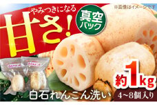 【令和7年9月以降発送】【真空パック】やみつきになる甘さ！ 松尾青果のこだわり白石れんこん 約1kg （4-8個入り）【松尾青果】蓮根 れんこん レンコン 洗い [IBD007]
