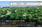 レンコンの名産地「佐賀県白石町福富」からお届け！