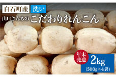 【年末発送】【農家直送！】洗い れんこん 2kg（500g×4袋）～山口さんちの贈り物～【y'scompany】佐賀県産 人気 高評価 九州 佐賀県 白石町 [IAS019]