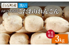 【年末発送】【農家直送！】洗い れんこん 3kg～山口さんちの贈り物～【y'scompany】佐賀県産 人気 高評価 九州 佐賀県 白石町 [IAS020]