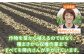 自家製野菜をたっぷりと使ったおかずセット！