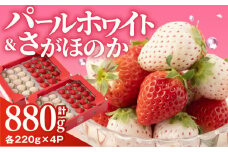 【先行予約】いちご食べ比べ！『さがほのか』と『パールホワイト』220g×各2パック 計4パック【ハヤシダファーム】 いちご イチゴ 白イチゴ 希少いちご 佐賀 九州 佐賀県 白石町 [IAQ017]