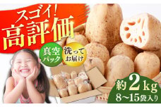 【先行予約】【真空パック】リピーター続々！ 洗いれんこん 約2kg（8-15袋入り）【和泉農園】[ICE001]