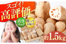 【先行予約】【真空パック】リピーター続々！ 洗いれんこん 約1.5kg【和泉農園】 [ICE002]