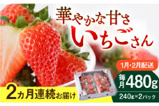 【先行予約】　【2回定期便】いちごさん 240g×2パック 1月・2月配送【StrawberryFarm-K】 [IBJ013]