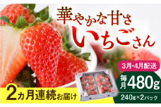 【先行予約】　【2回定期便】いちごさん 240g×2パック 3月・4月配送【StrawberryFarm-K】 [IBJ014]