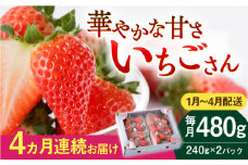 【先行予約】【4回定期便】いちごさん 240g×2パック [1～4月配送]【StrawberryFarm-K】 [IBJ015]