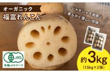 【先行予約】【節切り】（泥付き）希少なオーガニック 福富れんこん 約3kg（1.5kg×2箱）【中島農園】 [IBC004]
