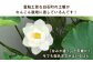 泥付きor洗いを選べる！希少な有機JAS栽培 福富れんこん