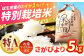 粒が大きく食べ応え抜群のさがびより！