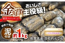 【令和7年10月以降発送】＜野菜ソムリエサミット金賞受賞＞松尾青果のこだわり白石れんこん 約1kg（500g×2袋）（泥付き）【松尾青果】佐賀県産 農家直送 直送 白石れんこん レンコン 蓮根 泥付きれんこん 根菜 野菜 白石町産 高品質 九州 佐賀県 白石町 [IBD015]