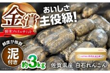 【令和7年10月以降発送】【金賞受賞！】松尾青果のこだわり白石れんこん 約3kg [IBD014]