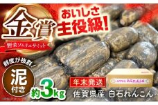 【先行予約】【年末発送】【金賞受賞！】松尾青果のこだわり白石れんこん 約3kg【松尾青果】 [IBD019]