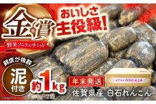 【先行予約】【年末発送】＜野菜ソムリエサミット金賞受賞＞松尾青果のこだわり白石れんこん（泥付き） 約1kg（500g×2袋）【松尾青果】佐賀県産 農家直送 直送 白石れんこん レンコン 蓮根 根菜 野菜 白石町産 高品質 九州 佐賀県 白石町 [IBD017]
