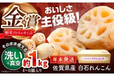 【先行予約】【年末発送】【真空れんこん】＜野菜ソムリエサミット金賞受賞＞松尾青果のこだわり白石れんこん 約1kg （4-8個入り）【松尾青果】 佐賀県産 農家直送 直送 白石れんこん レンコン 蓮根 根菜 野菜 白石町産 高品質 九州 佐賀県 白石町 [IBD018]