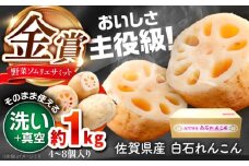 【令和7年10月以降発送】【真空れんこん】＜野菜ソムリエサミット金賞受賞＞松尾青果のこだわり白石れんこん 約1kg （4-8個入り）【松尾青果】佐賀県産 農家直送 直送 白石れんこん レンコン 蓮根 根菜 洗いれんこん 野菜 白石町産 高品質 九州 佐賀県 白石町  [IBD016]