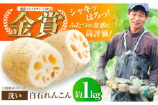 【2025年9月以降発送】＜野菜ソムリエサミット金賞受賞＞白石町産 絶品洗いれんこん約1kg【野中農園】佐賀県産 農家直送 直送 白石れんこん レンコン 蓮根 根菜 野菜 白石町産 高品質 九州 佐賀県 白石町 [IDC001]