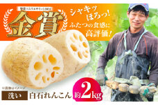 【2025年9月以降発送】＜野菜ソムリエサミット金賞受賞＞白石町産 絶品洗いれんこん約2kg【野中農園】佐賀県産 農家直送 直送 白石れんこん レンコン 蓮根 根菜 野菜 白石町産 高品質 九州 佐賀県 白石町 [IDC002]