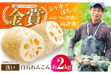 【2025年9月以降発送】＜野菜ソムリエサミット金賞受賞＞白石町産 絶品洗いれんこん約2kg【野中農園】佐賀県産 農家直送 直送 白石れんこん レンコン 蓮根 根菜 野菜 白石町産 高品質 九州 佐賀県 白石町 [IDC002]