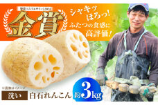 【2025年9月以降発送】＜野菜ソムリエサミット金賞受賞＞白石町産 絶品洗いれんこん約3kg【野中農園】佐賀県産 農家直送 直送 白石れんこん レンコン 蓮根 根菜 野菜 白石町産 高品質 九州 佐賀県 白石町 [IDC003]