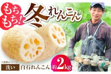 【2025年11月以降発送】土壌からこだわった白石町産洗いれんこん約2kg【野中農園】佐賀県産 農家直送 直送 白石れんこん レンコン 蓮根 根菜 野菜 白石町産 高品質 九州 佐賀県 白石町 [IDC005]